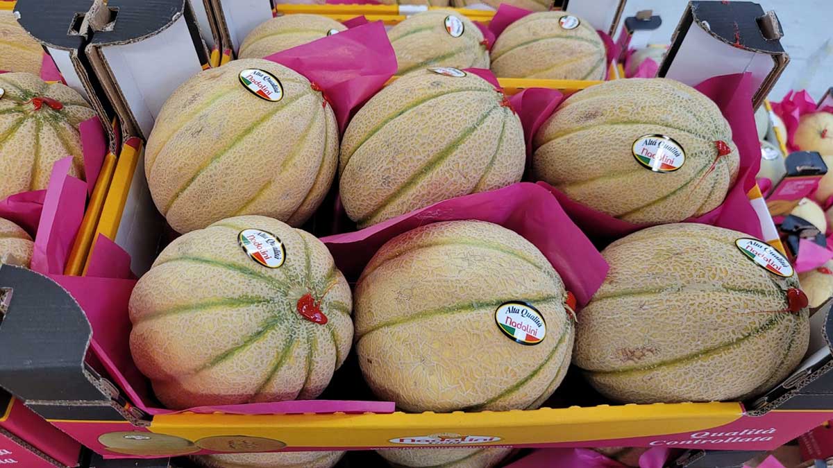 Melone retato - Mantova - 1,70 euro al chilogrammo
